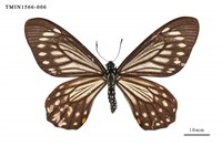 藏品(黃星斑鳳蝶)的圖片